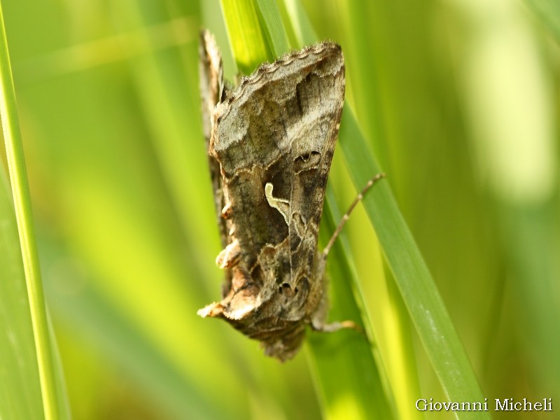 Eucarta virgo e altre Noctuidae comuni